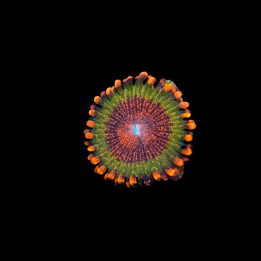 SBM Zoanthus Speckled Krakatoa 3 pol