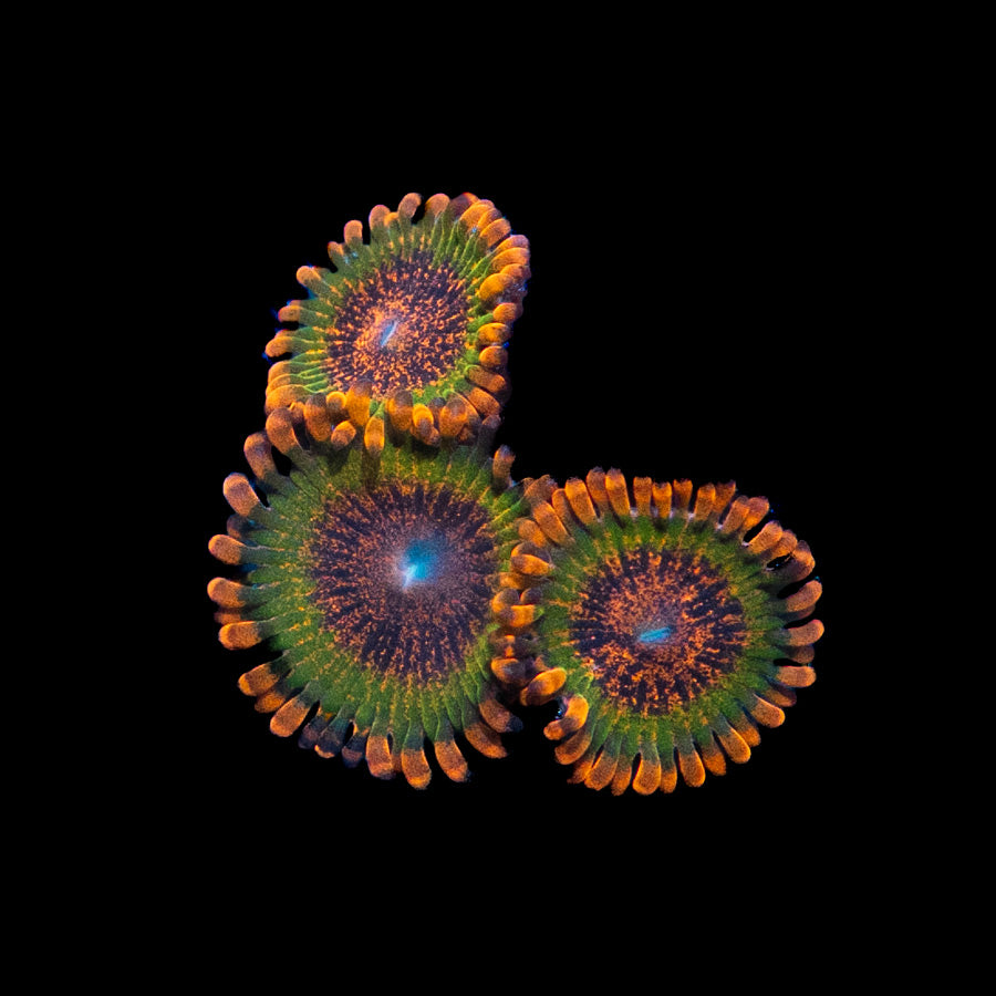 SBM Zoanthus Speckled Krakatoa 5 polipos
