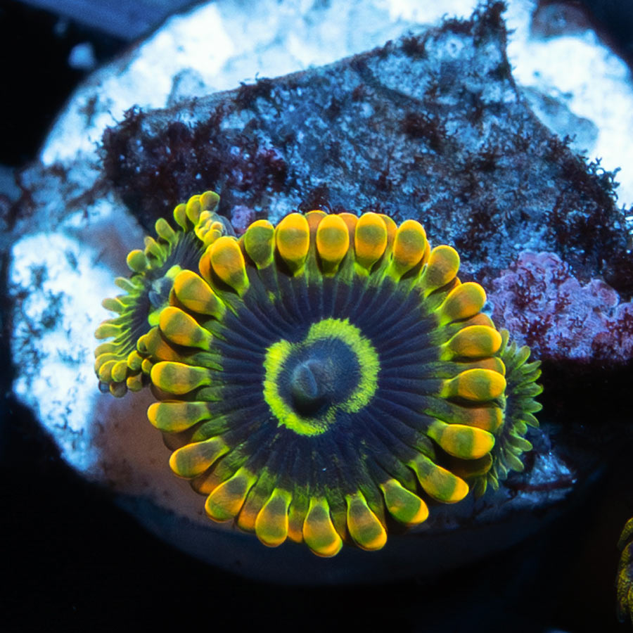 SBM Zoanthus Katar Yoda 3 pol