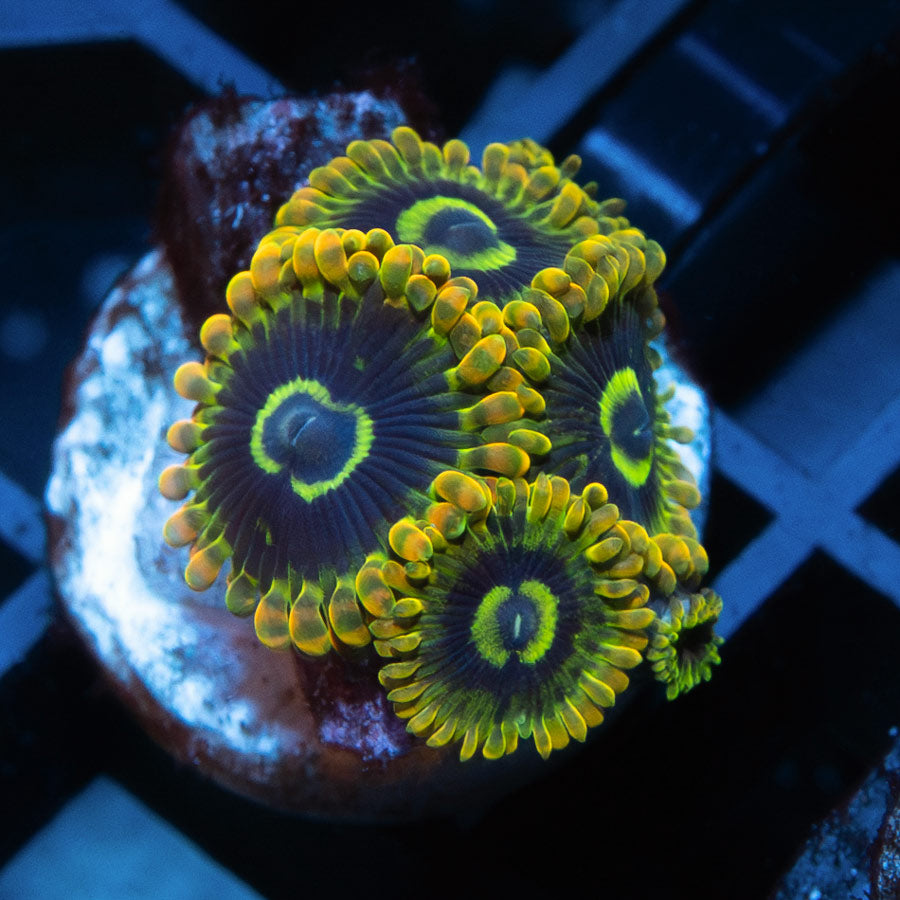 SBM Zoanthus Katar Yoda 6 pol