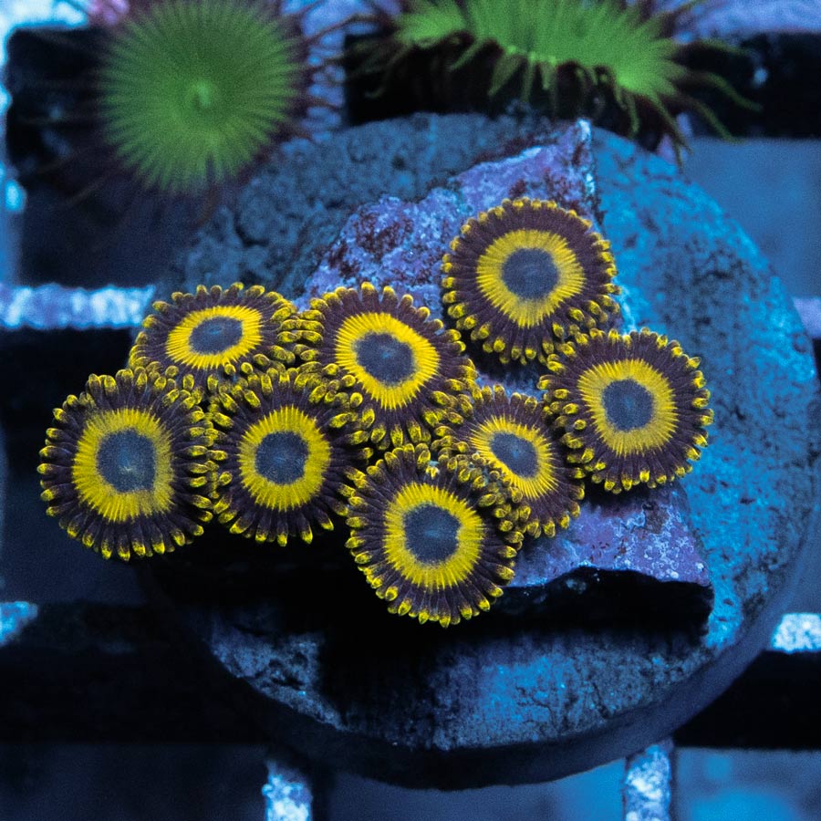 SBM Zoanthus LA Lakers 8 pol