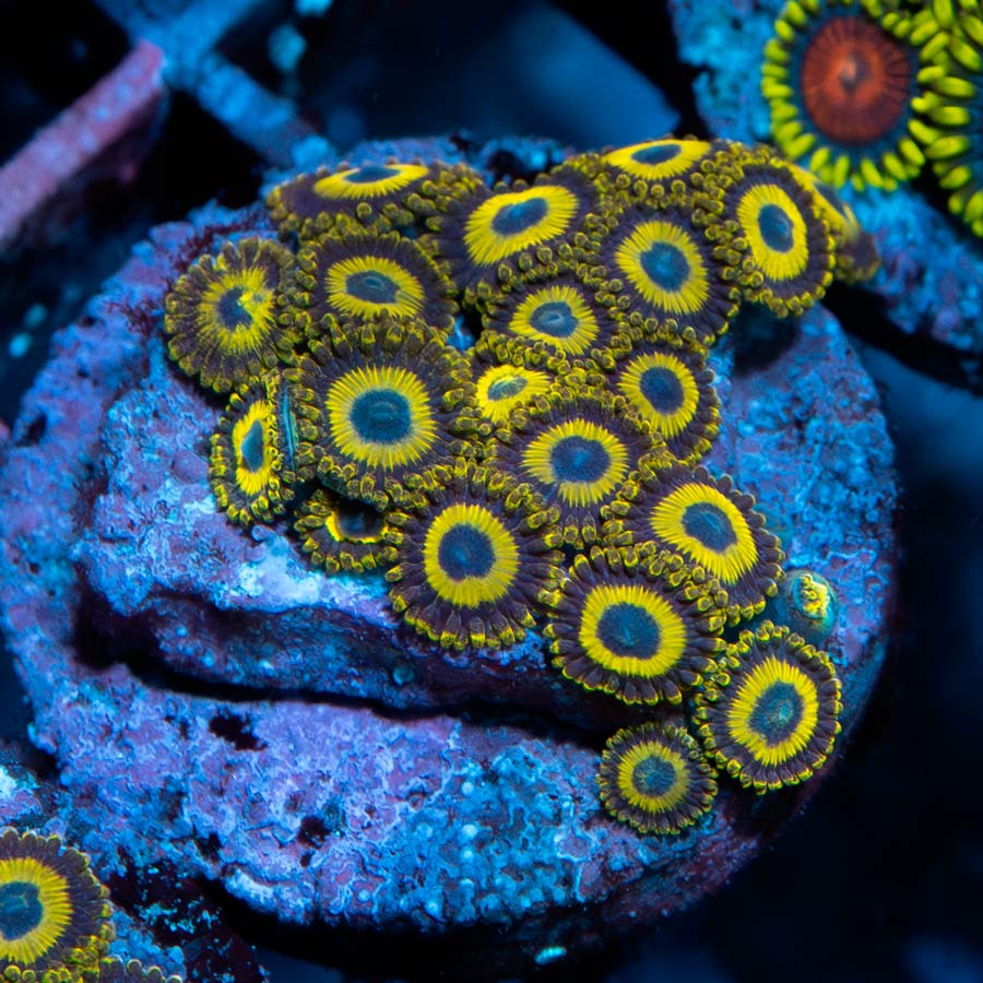 SBM Zoanthus LA Lakers 20 pol