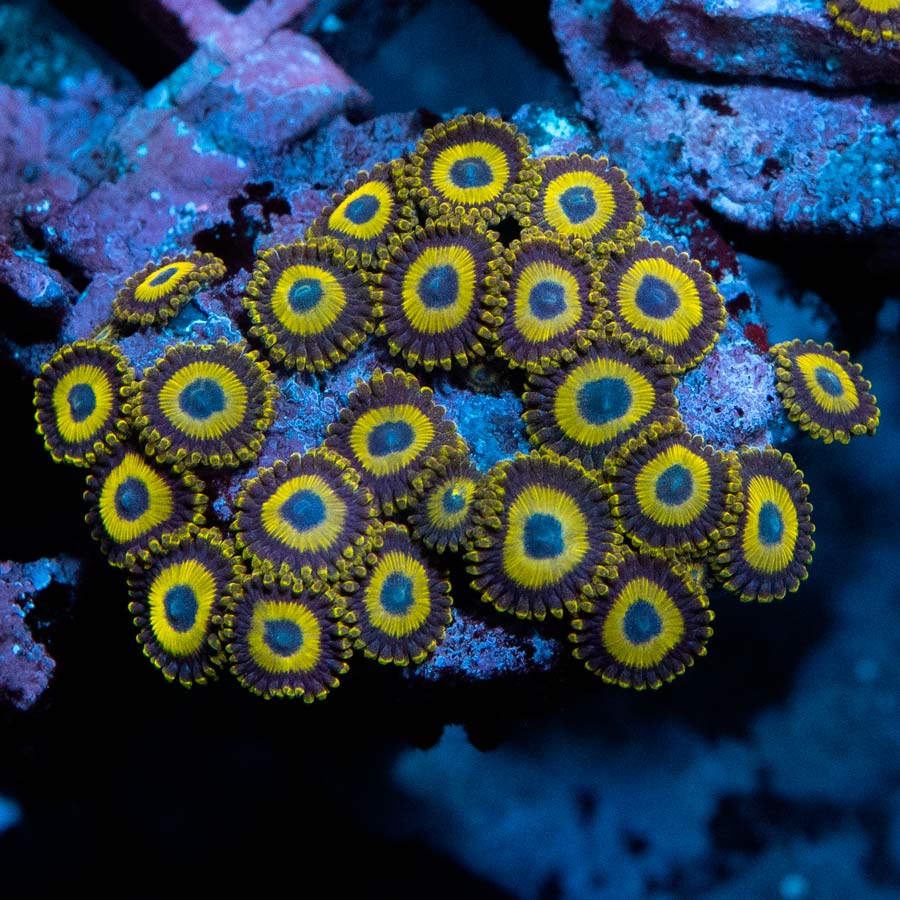 SBM Zoanthus LA Lakers 25 pol