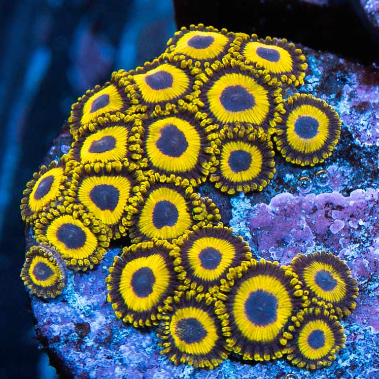 SBM Zoanthus LA Lakers 20 pol