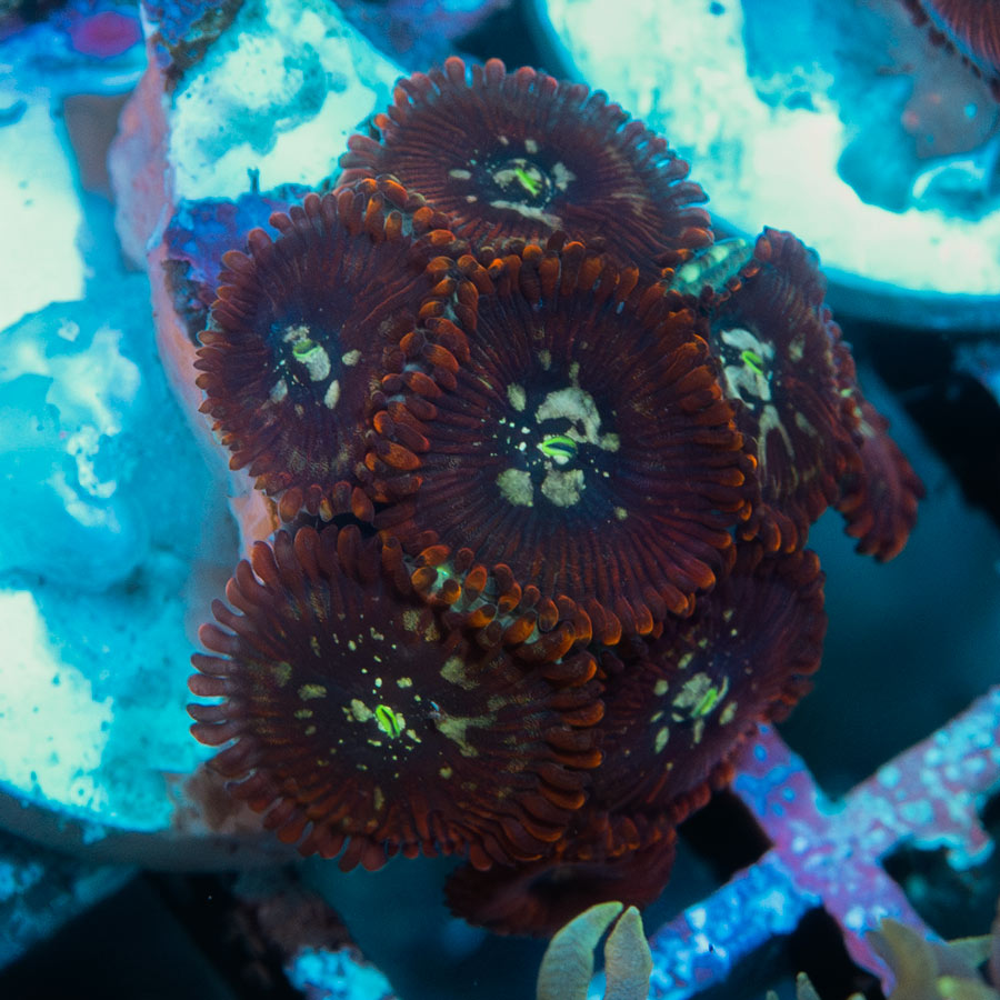 SBM Zoanthus Magician