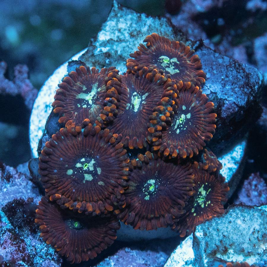 SBM Zoanthus Magician 8 pol