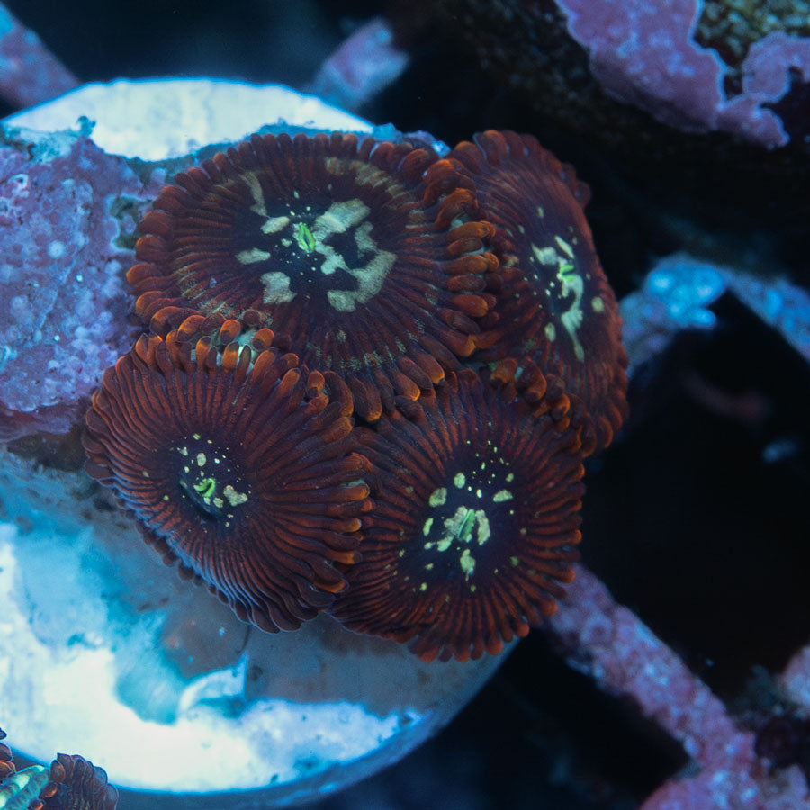 SBM Zoanthus Magician