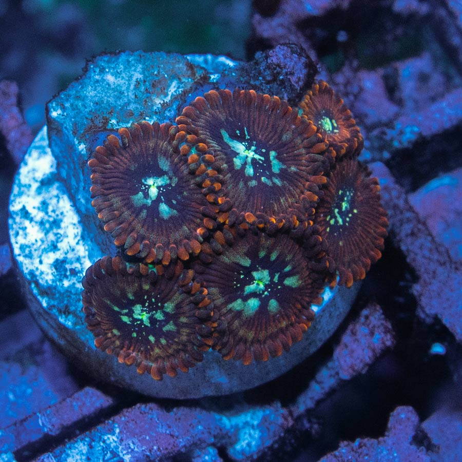 SBM Zoanthus Magician 6 pol.