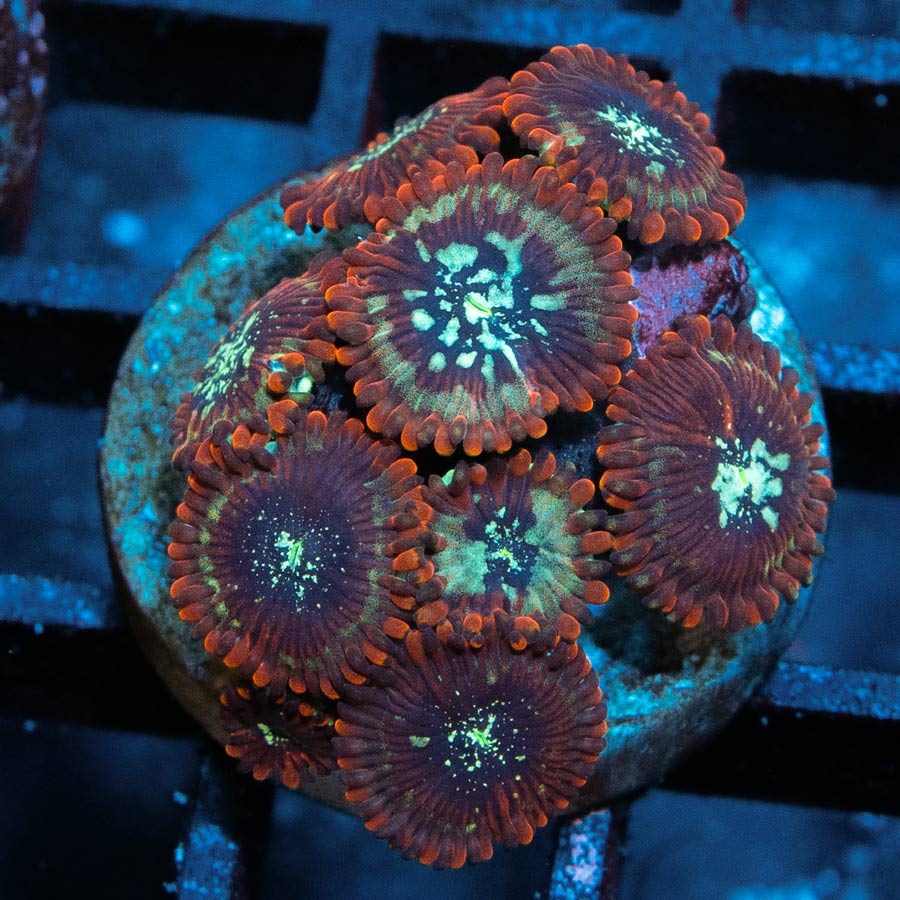SBM Zoanthus Magician 10 pol