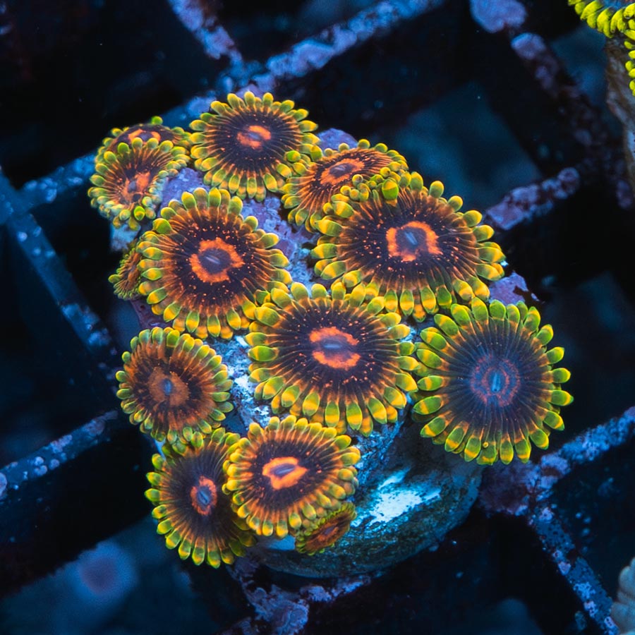 SBM Zoanthus Mind Trick