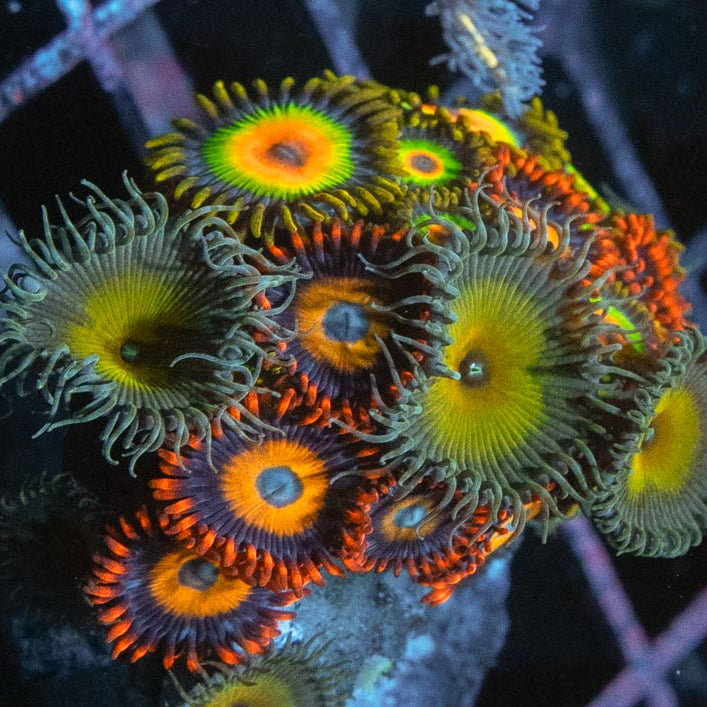 SBM Zoanthus Mix (BBEB, rasta, captain Jerk) 15 pol