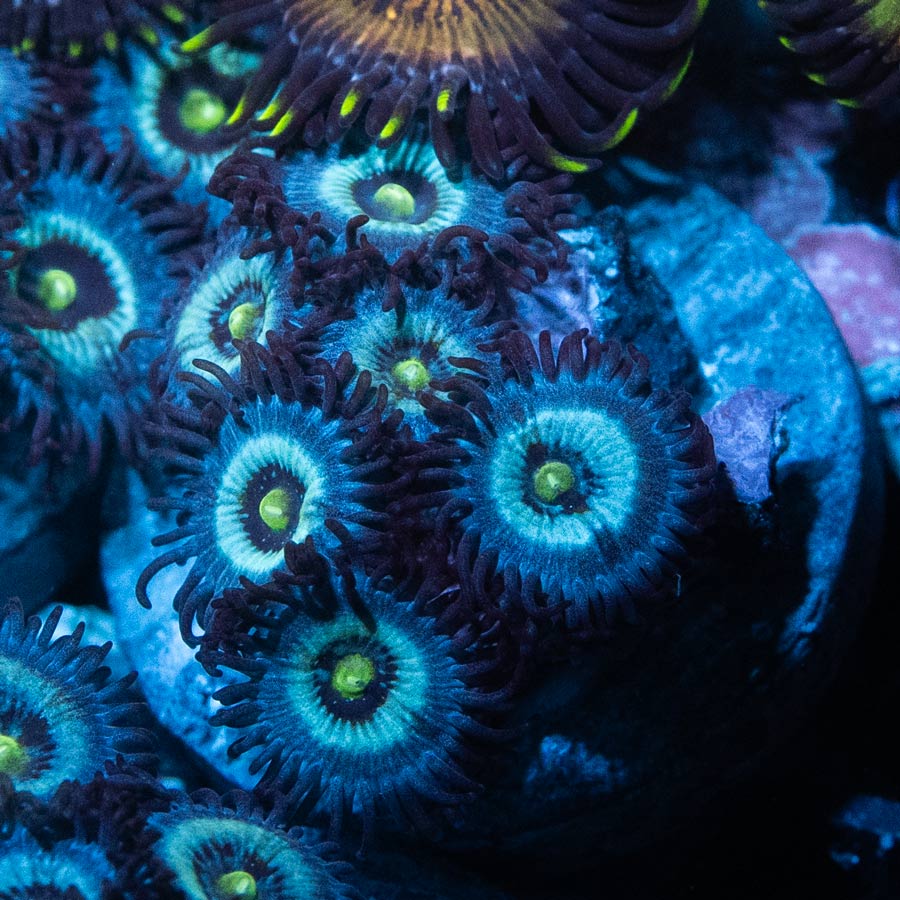 SBM Zoanthus Nebula Frozen 6 pol