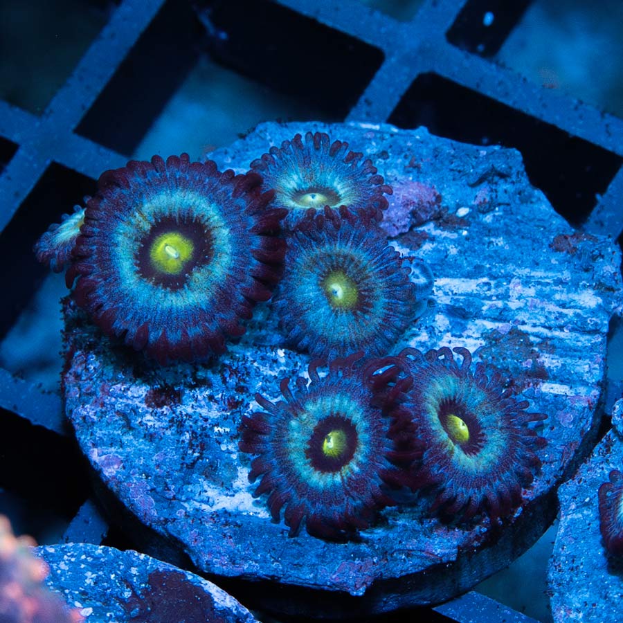 SBM Zoanthus Nebula Frozen