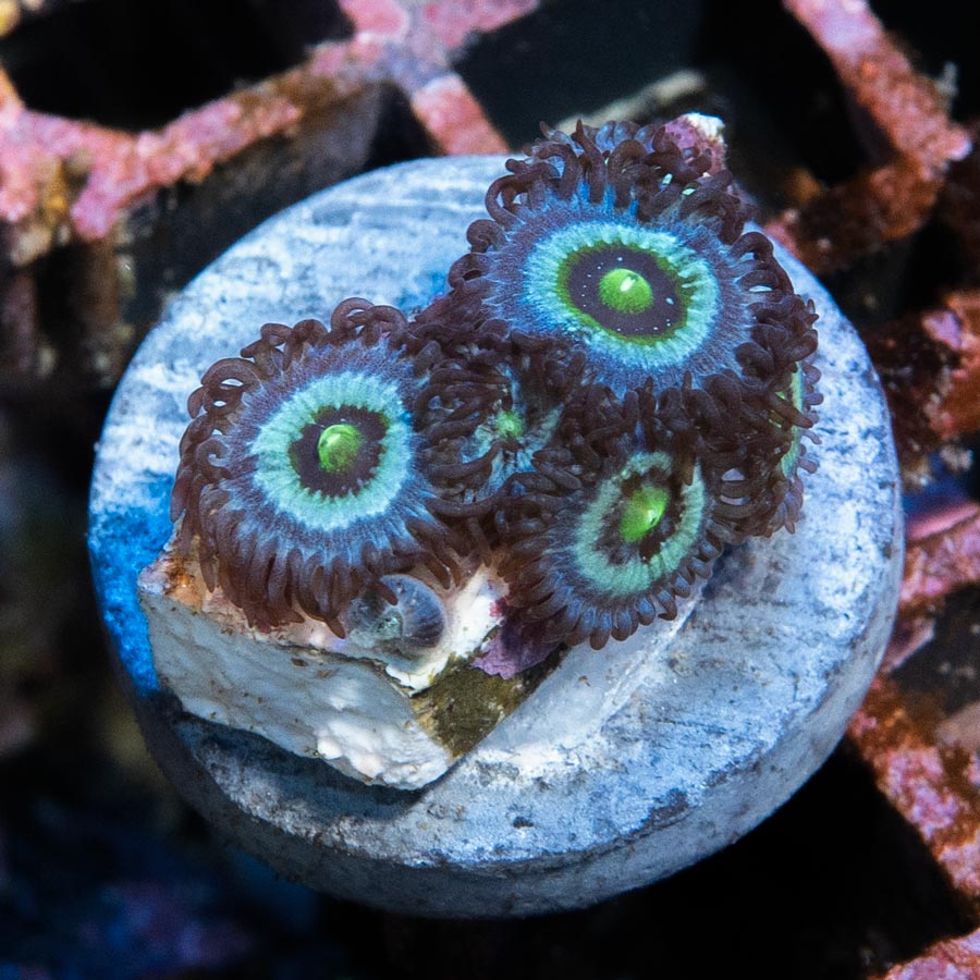 SBM Zoanthus Nebula Frozen 6 pol