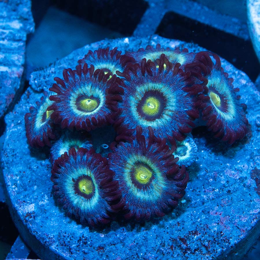 SBM Zoanthus Nebula Frozen