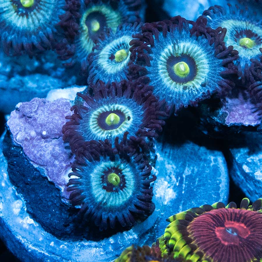 SBM Zoanthus Nebula Frozen 4 pol