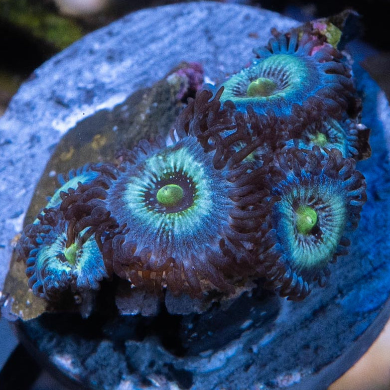 SBM Zoanthus Nebula Frozen 5 pol