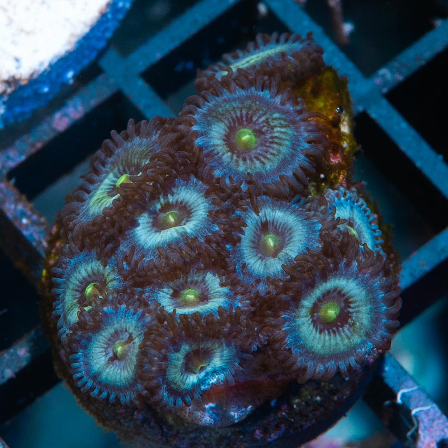 SBM Zoanthus Nebula Frozen 10 pol