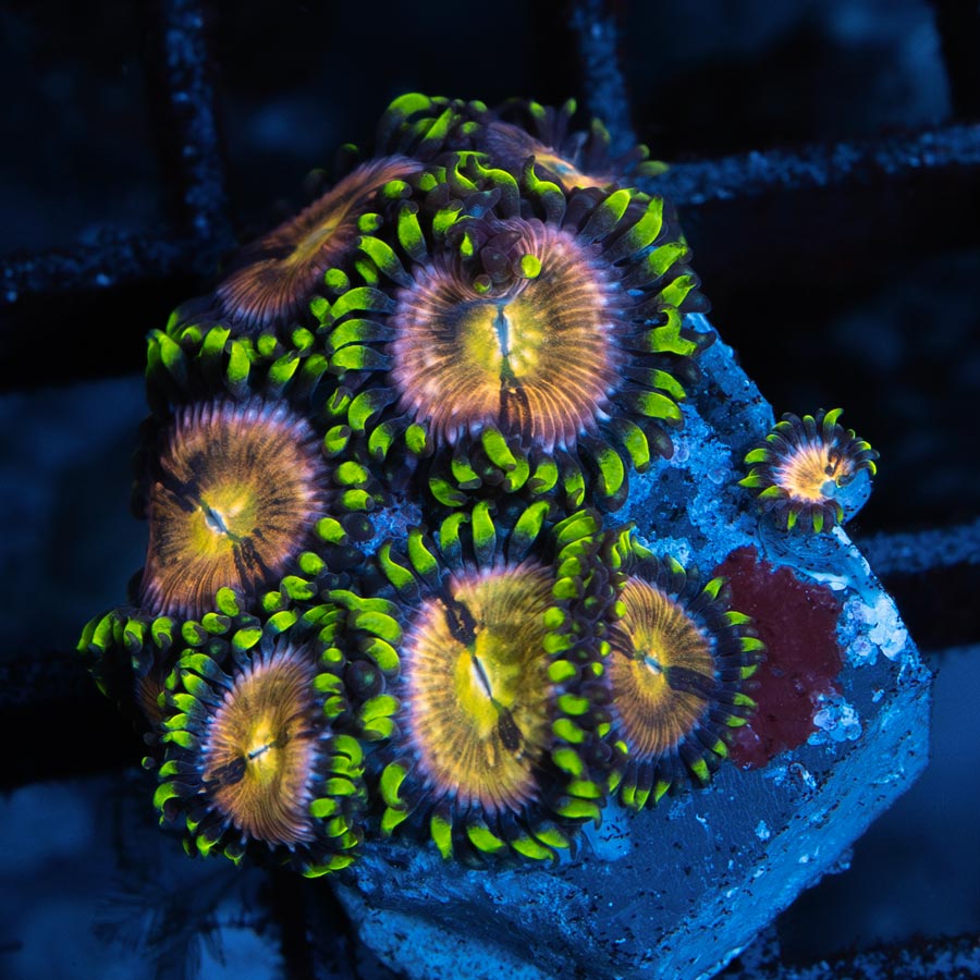 SBM Zoanthus Nirvana