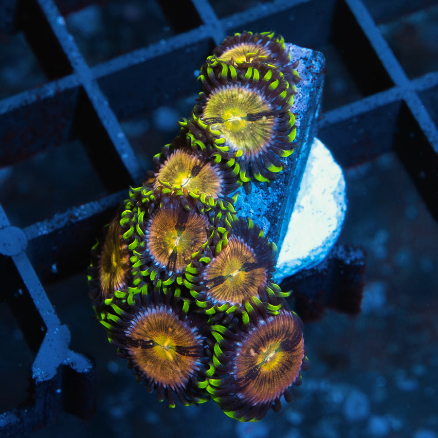 SBM Zoanthus Nirvana
