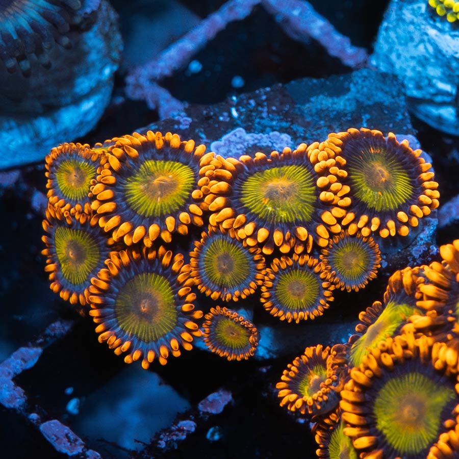 SBM Zoanthus Orange Mandarin