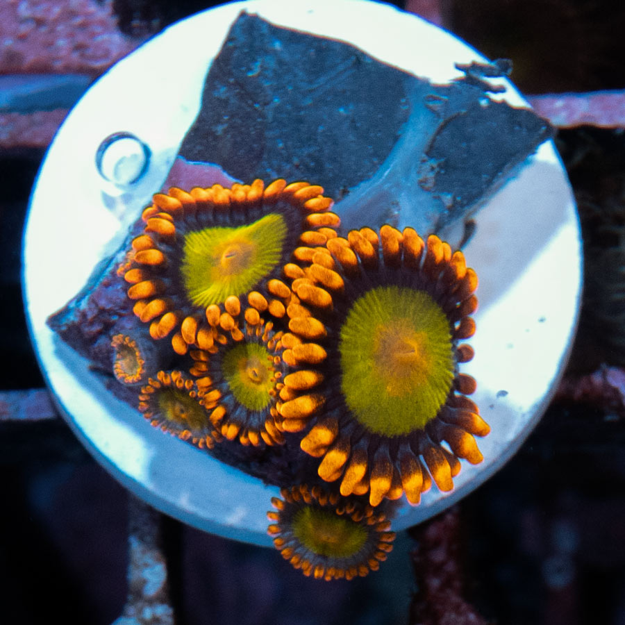 SBM Zoanthus Orange Mandarin