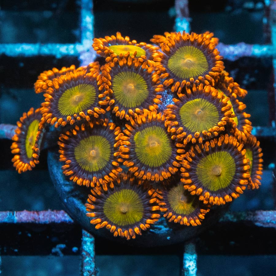 SBM Zoanthus Orange Mandarin 15 pol
