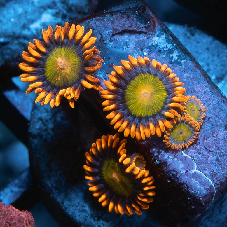 SBM Zoanthus Orange Mandarin 5 pol