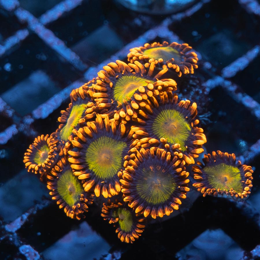 SBM Zoanthus Orange Mandarin