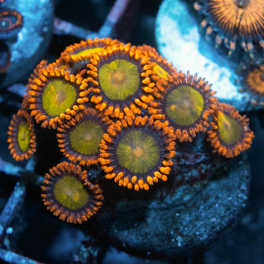 SBM Zoanthus Orange Mandarin 15 pol