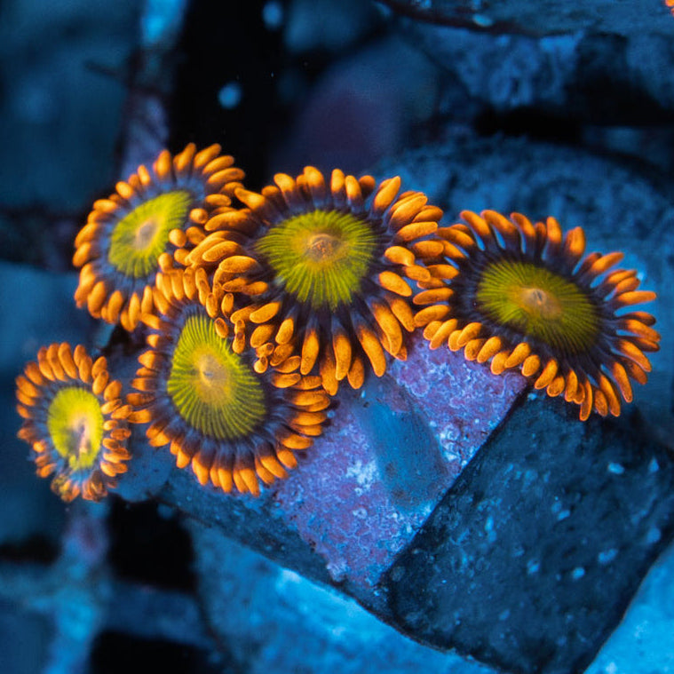 SBM Zoanthus Orange Mandarin 5 pol