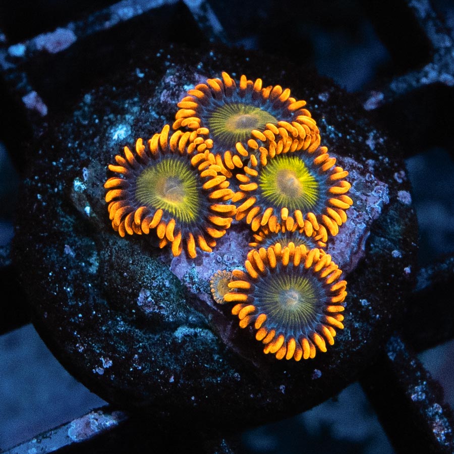 SBM Zoanthus Orange Mandarin 5 pol