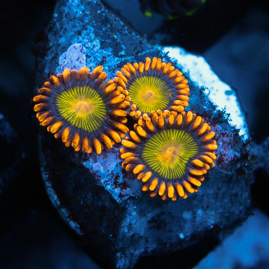 SBM Zoanthus Orange Mandarin