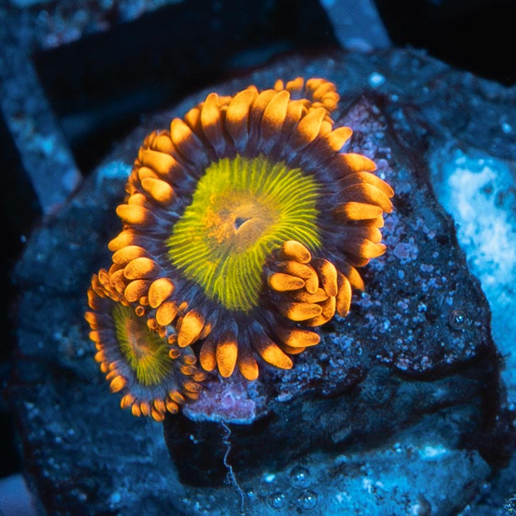 SBM Zoanthus Orange Mandarin 3 pol