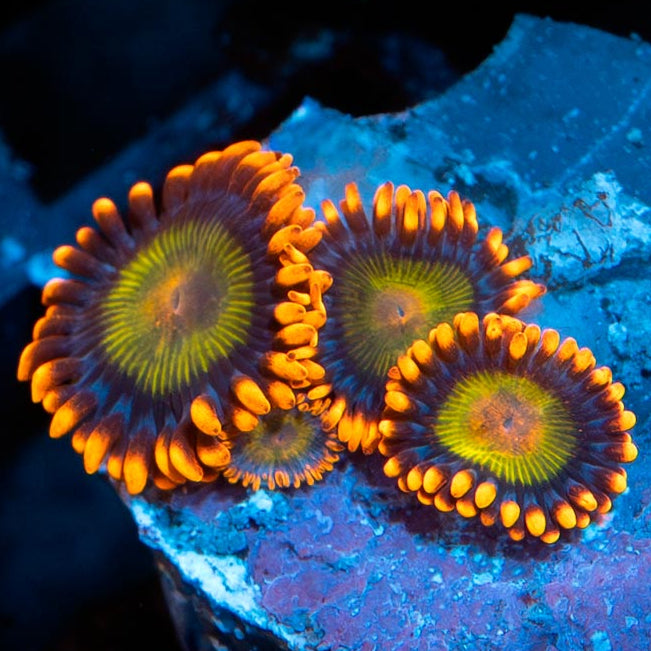 SBM Zoanthus Orange Mandarin 4 pol