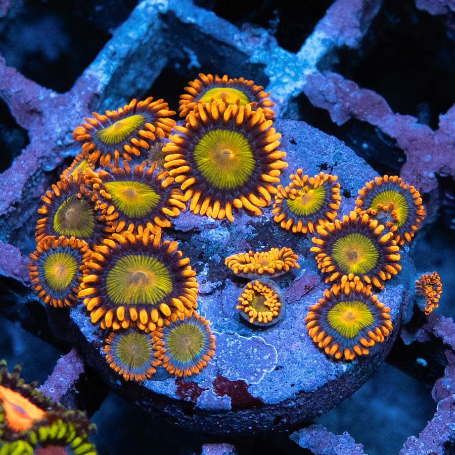 SBM Zoanthus Orange Mandarin (± 15 Pól.)