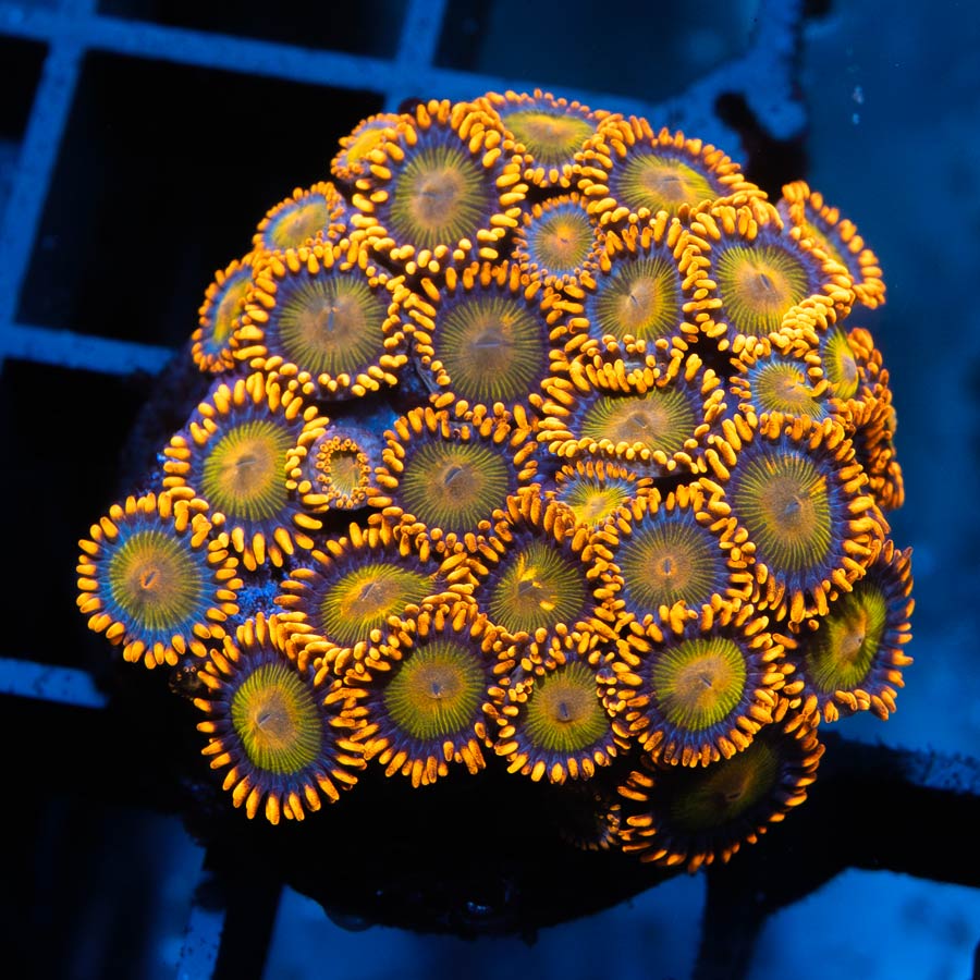 SBM Zoanthus Orange Mandarin