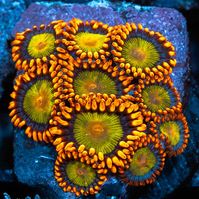 SBM Zoanthus Orange Mandarin 10 pol