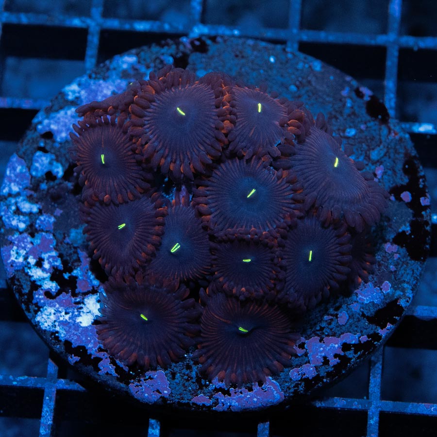 SBM Zoanthus Black People Eater 15 pol.