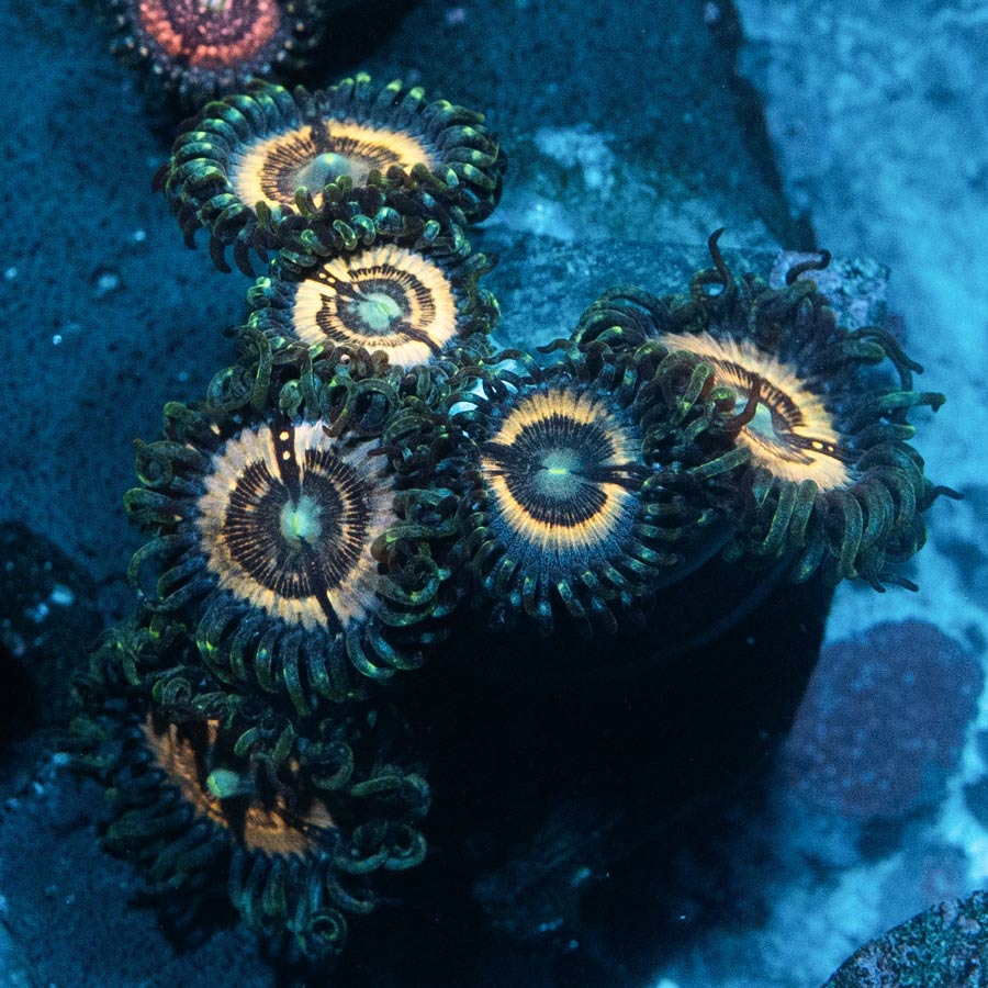 SBM Zoanthus Petroglyph 6 pol