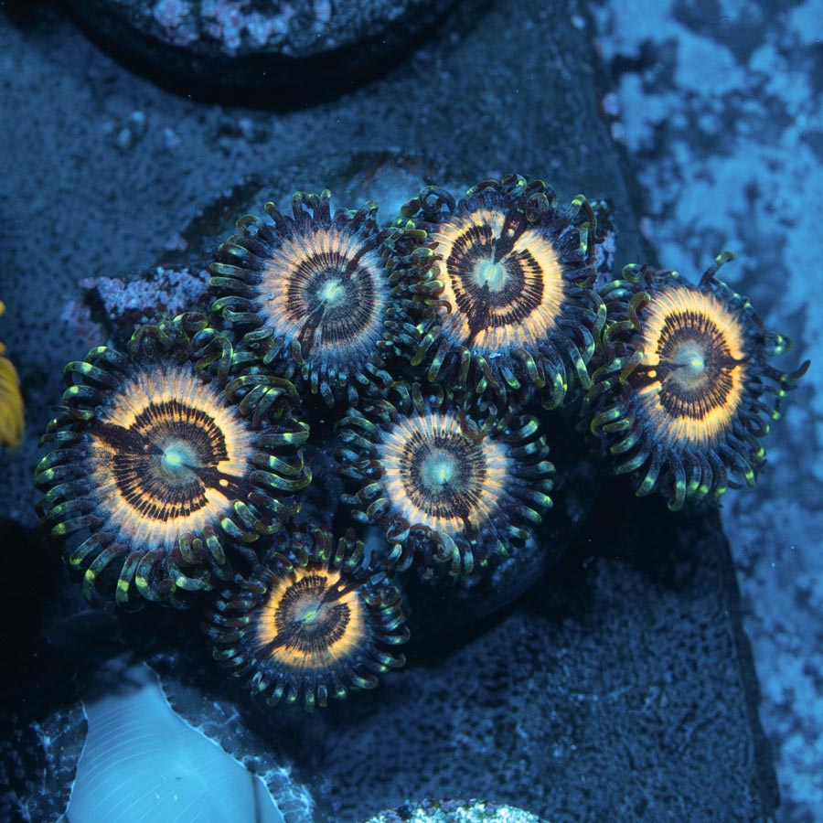 SBM Zoanthus Petrglyph 6 pol