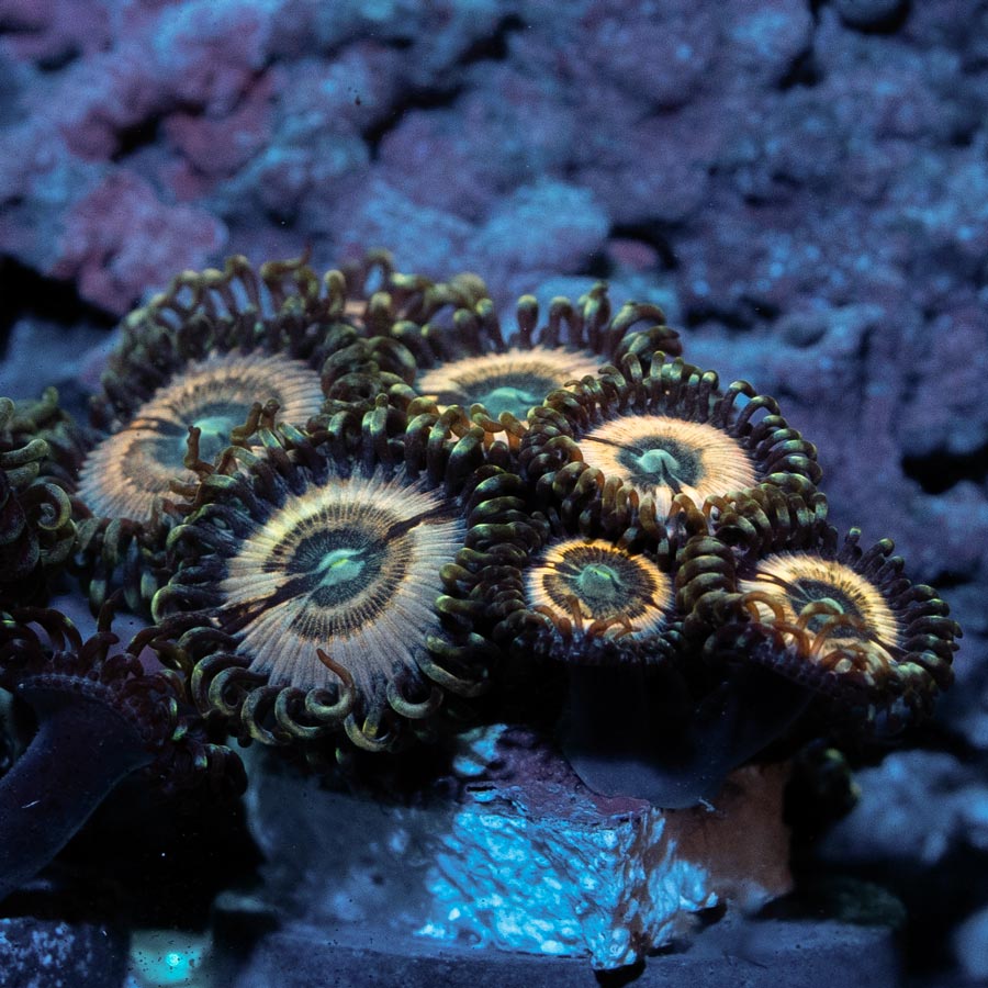 SBM Zoanthus Petroglyphs 6 pol