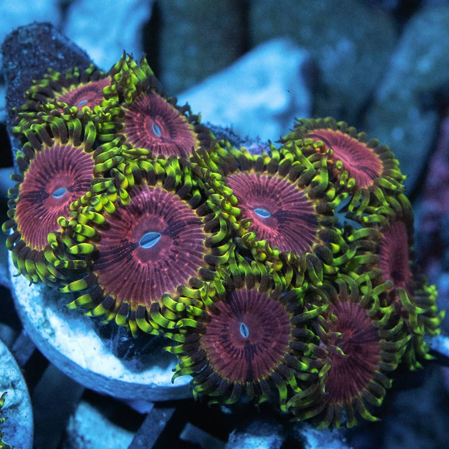 SBM Zoanthus Pink Diamond 9 pol