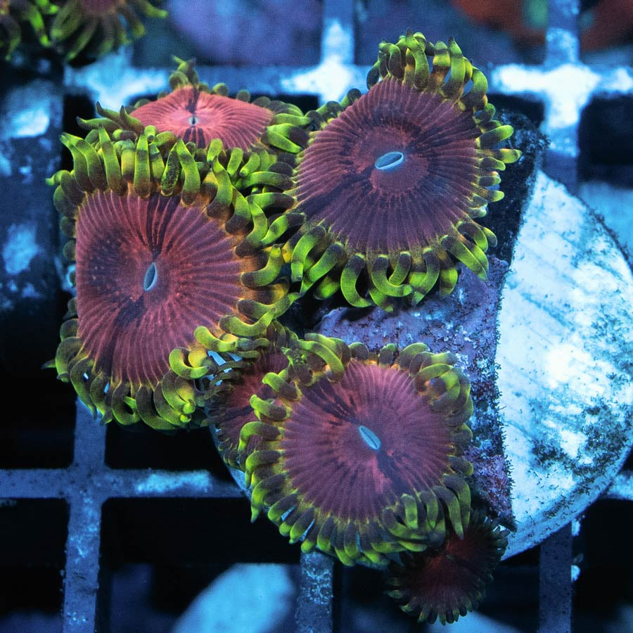 SBM Zoanthus Pink Diamond 6 pol