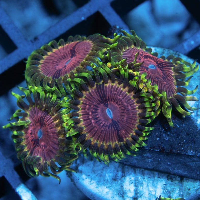 SBM Zoanthus Pink Diamond 4 pol