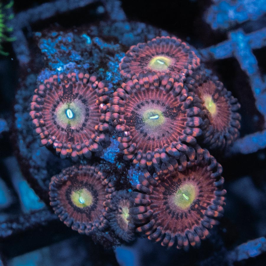 SBM Zoanthus Pink Sakura 7 pol