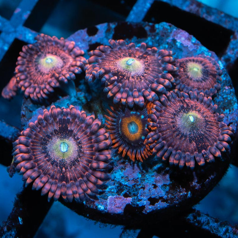 SBM Zoanthus Pink Sakura + Tequila Sunrise