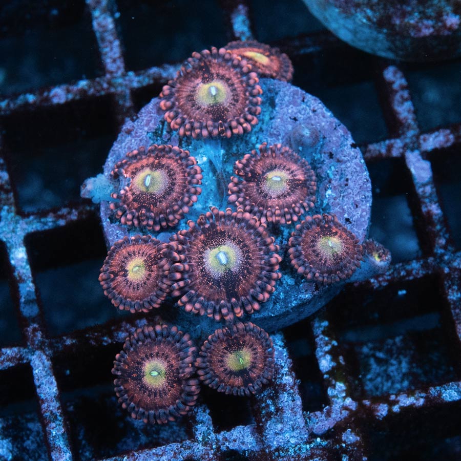 SBM Zoanthus Pink Sakura