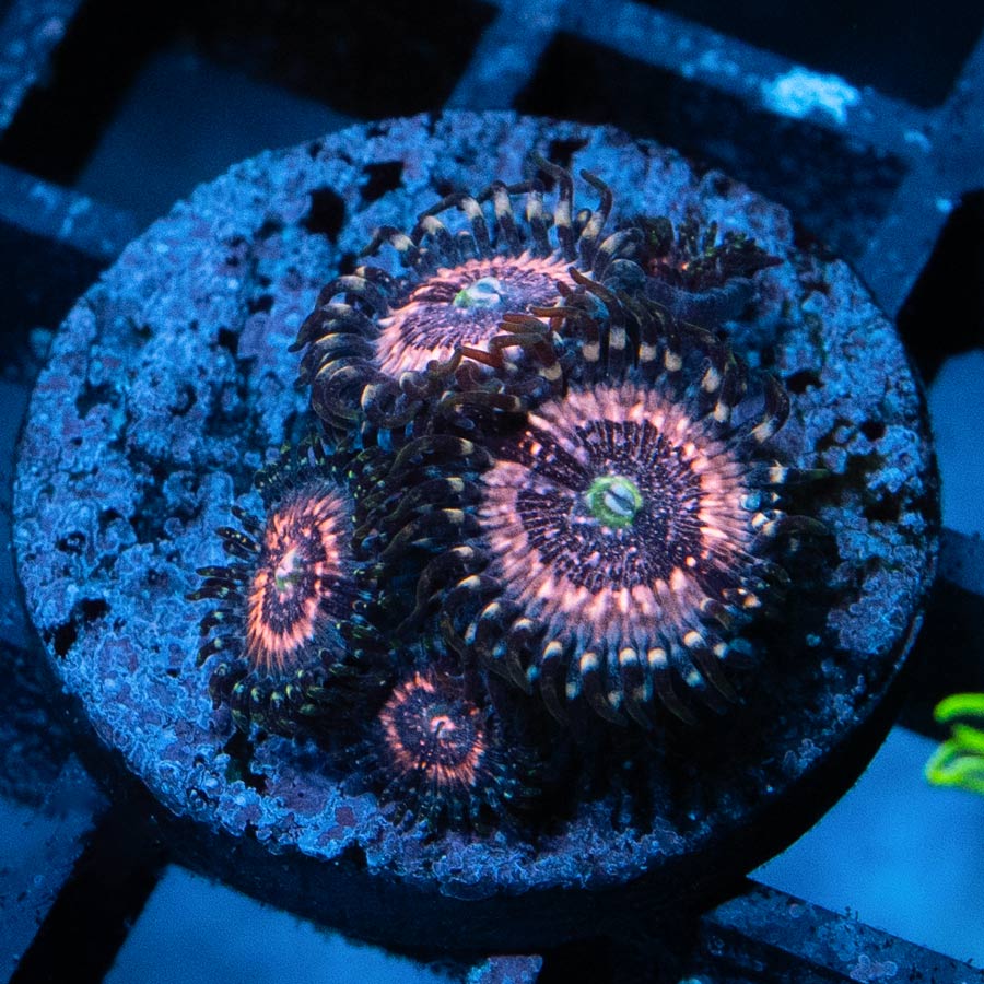 SBM Zoanthus Pink Zipper 5 pol