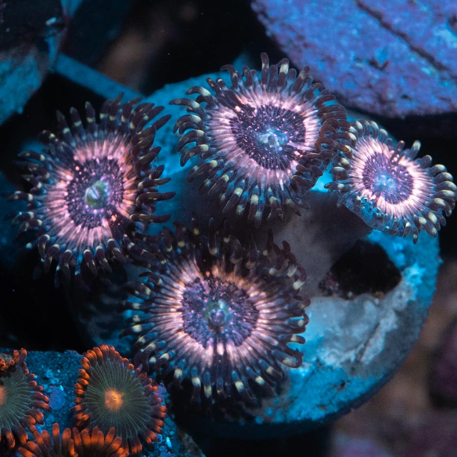 SBM Zoanthus Pink Zipper 4 pol